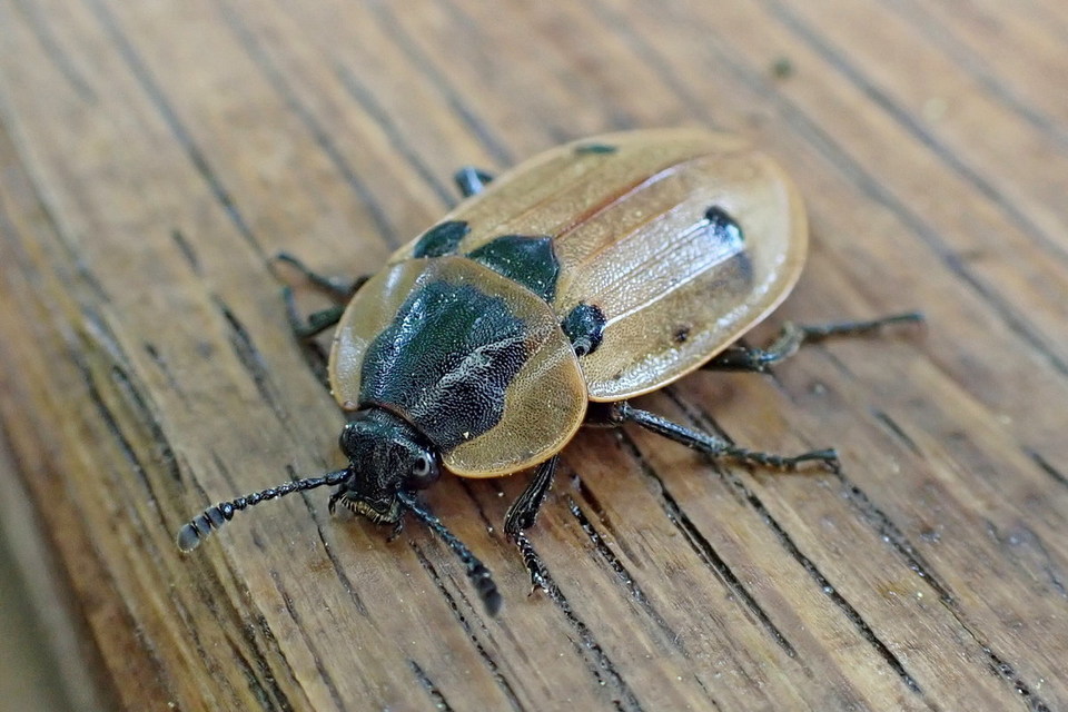 Dendroxena quadrimaculata - négypettyes dögbogár