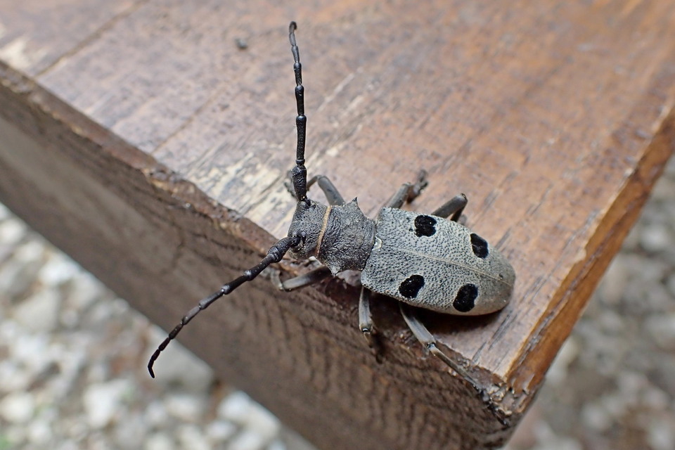 Morimus asper funereus - gyászcincér