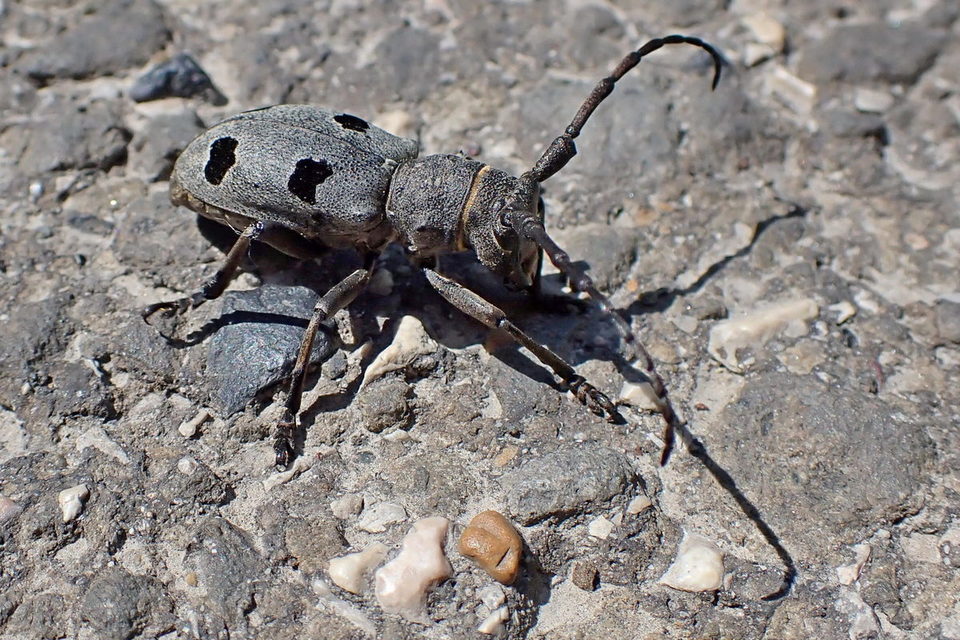 Morimus asper funereus - gyászcincér