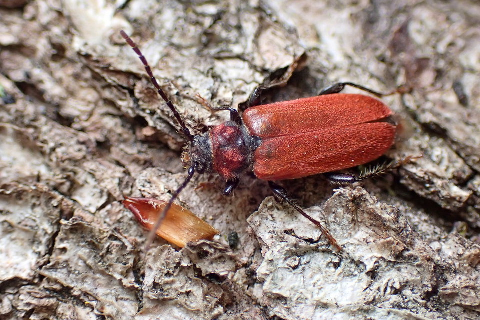Pyrrhidium sanguineum - tűzpiros facincér