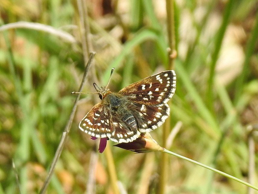 Spialia orbifer - törpe busalepke
