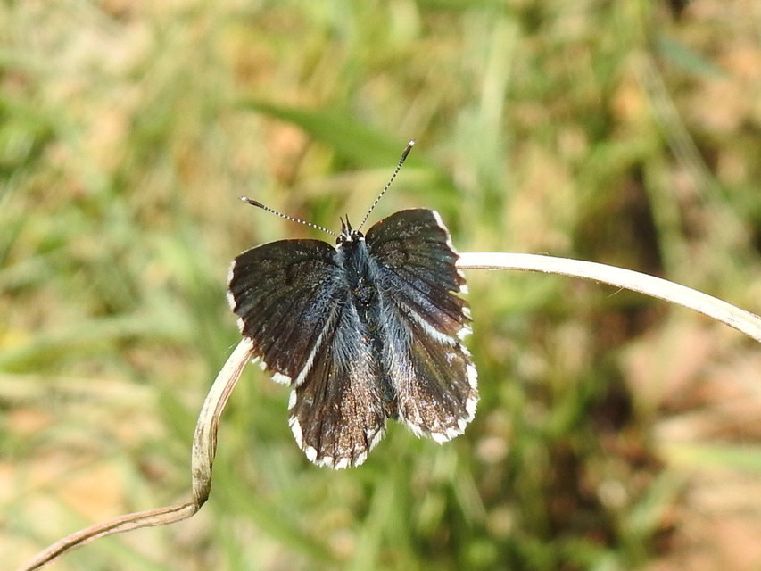 Scolitantides orion - szemes boglárka