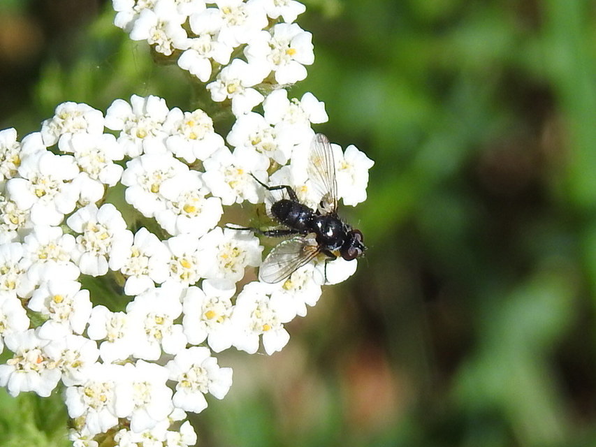 Phania funesta