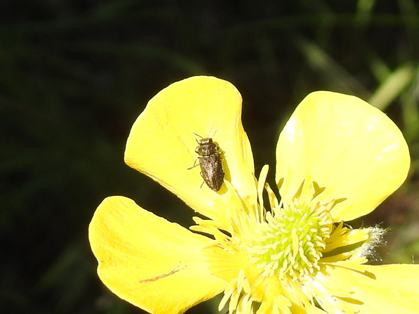 Anthaxia quadripunctata - fekete virágdíszbogár Anthaxia quadripunctata - fekete virágdíszbogár