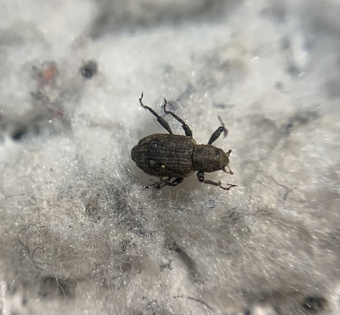 Bagous subcarinatus - tócsagaz-víziormányos
