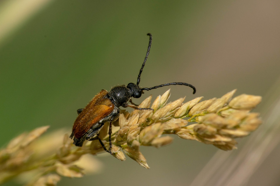 Pseudovadonia livida - barnás virágcincér