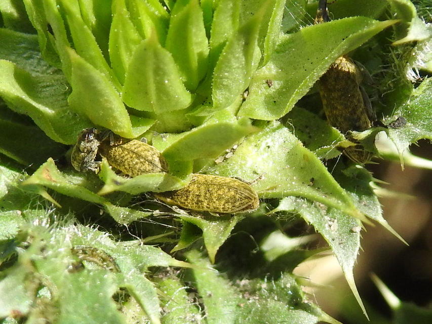 Lixus cardui/filiformis