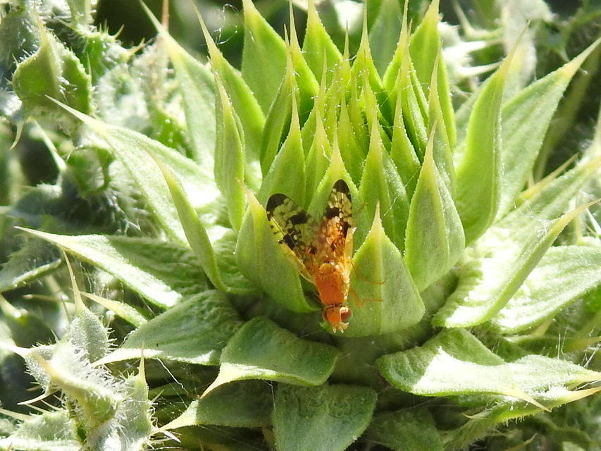 Xyphosia miliaria