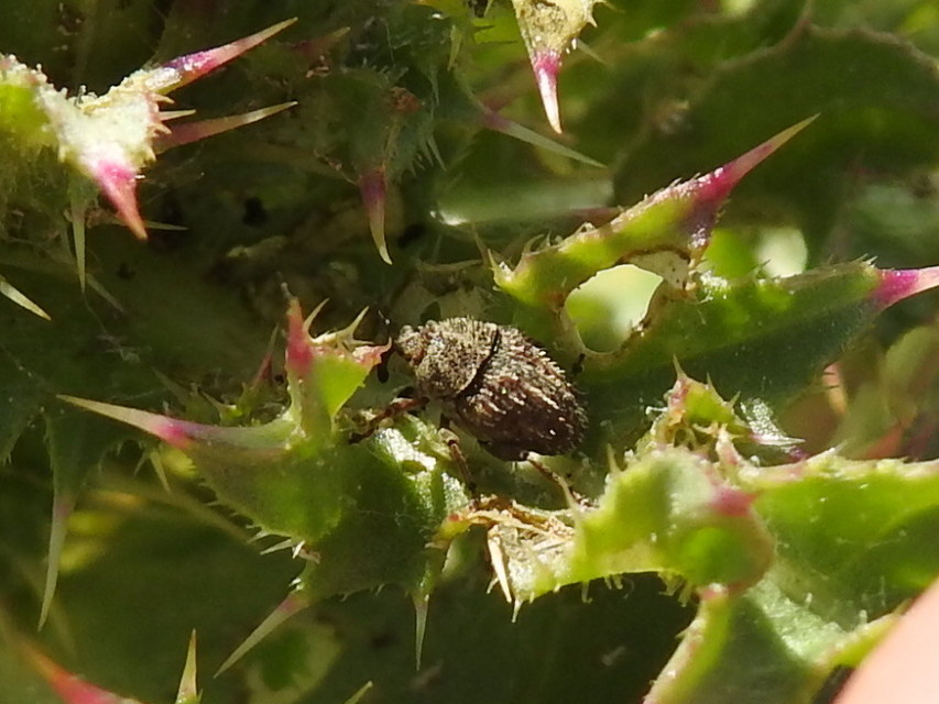 Trichosirocalus horridus - bütyköstorú aszatormányos