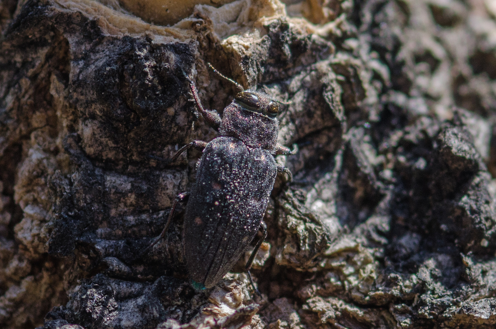 Chrysobothris affinis - aranypettyes díszbogár