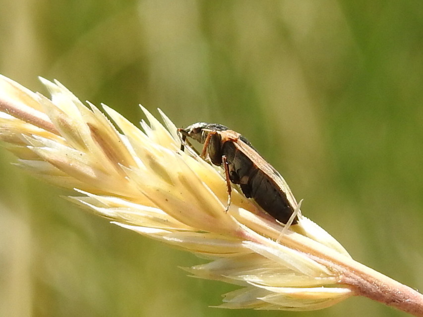 Xanthochilus quadratus - szegélyes díszesbodobács
