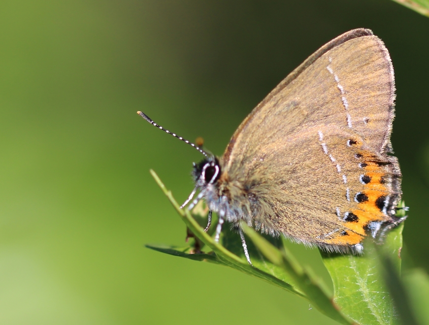 Satyrium pruni - szilvafa-csücsköslepke