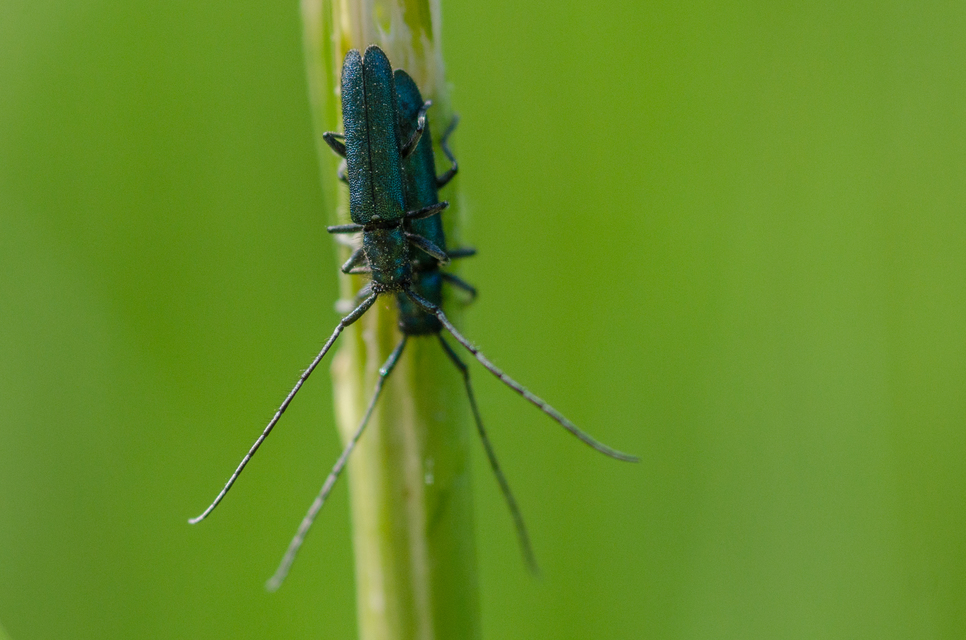 Agapanthia violacea - kék somkórócincér