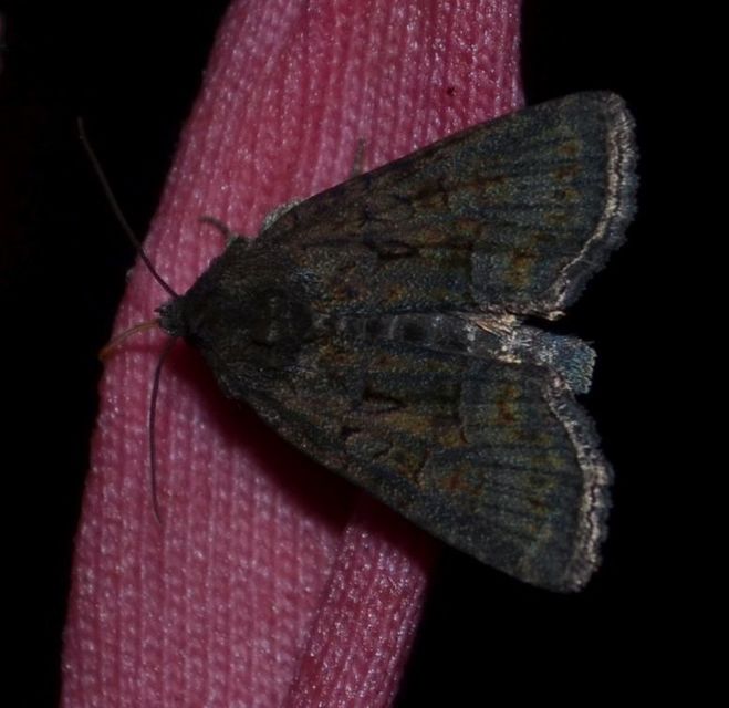 Oligia latruncula - fekete dudvabagoly