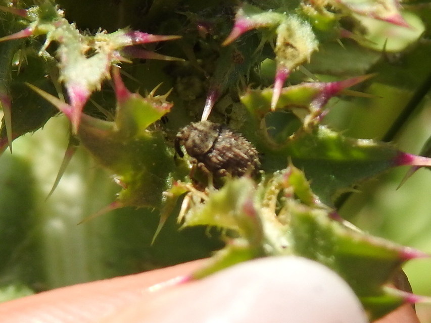 Trichosirocalus horridus - bütyköstorú aszatormányos