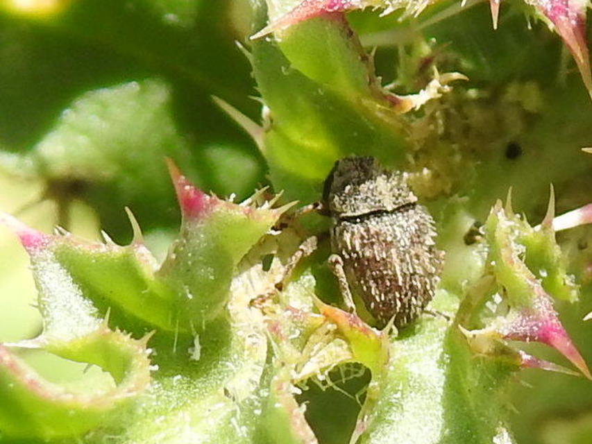 Trichosirocalus horridus - bütyköstorú aszatormányos