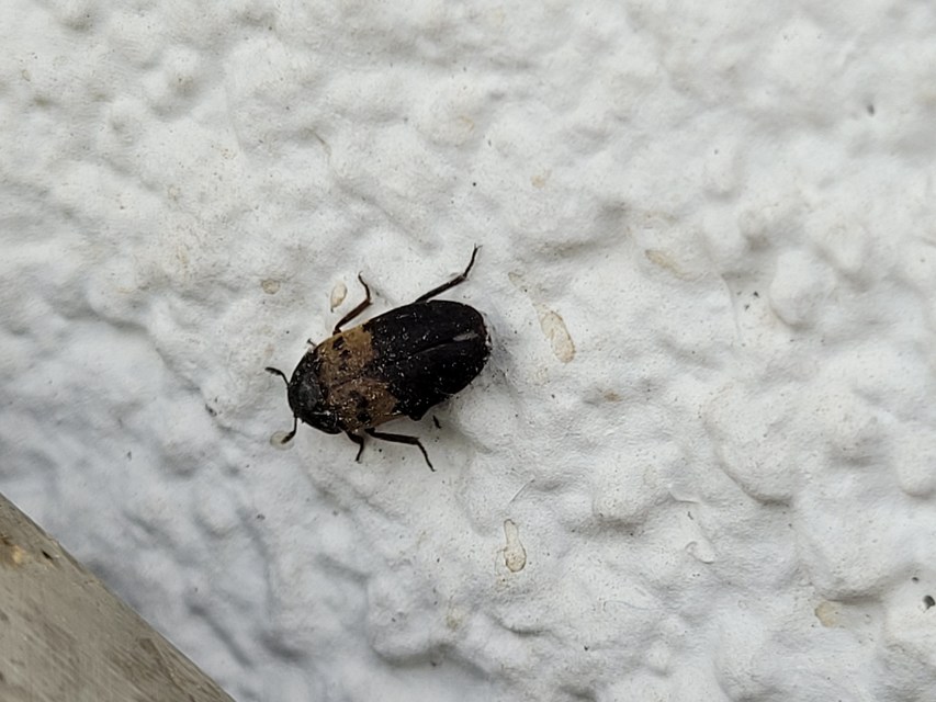 Dermestes lardarius - szalonnaporva Dermestes lardarius - szalonnaporva