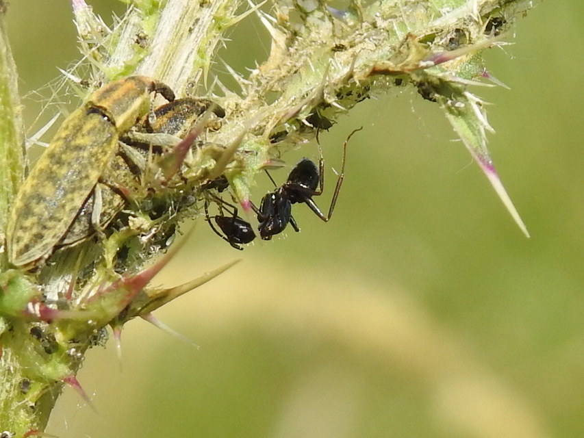 Lixus cardui/filiformis
