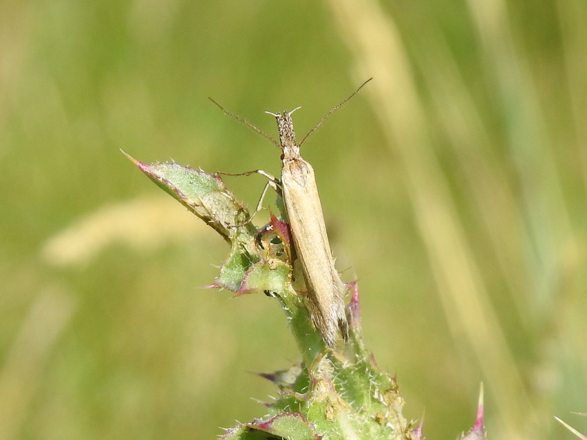 Pleurota