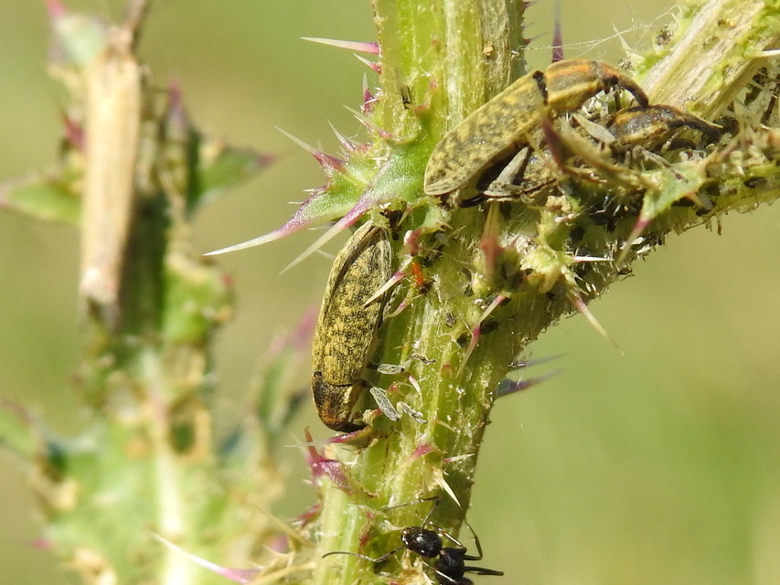 Lixus cardui/filiformis