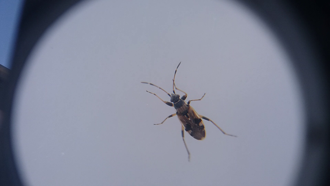 Beosus maritimus - homoki bodobács
