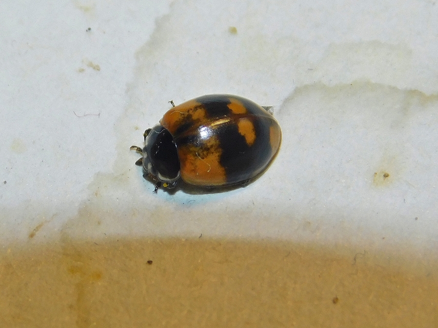 Adalia bipunctata - kétpettyes katica