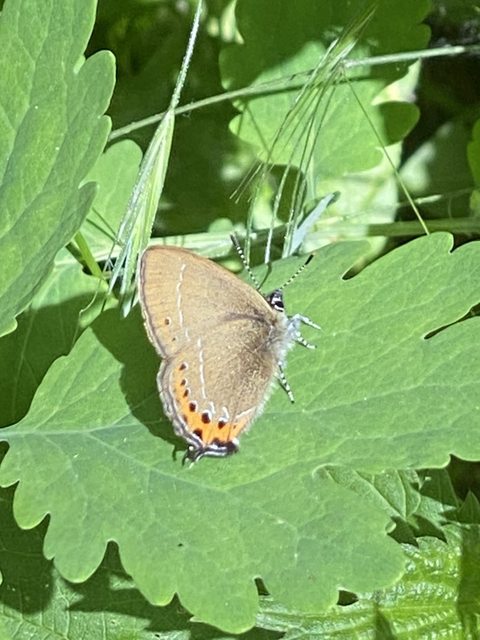 Satyrium pruni - szilvafa-csücsköslepke