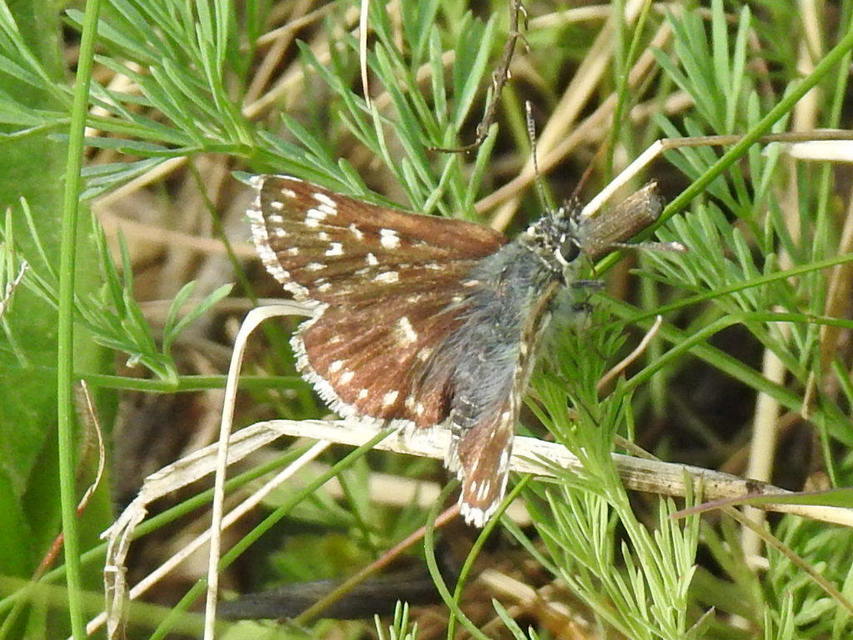 Spialia orbifer - törpe busalepke