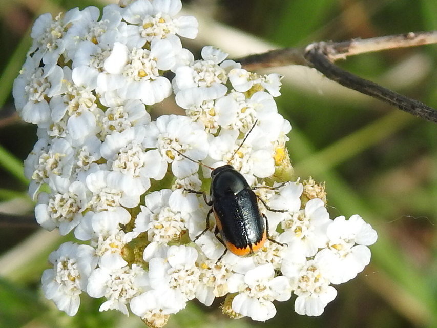 Cryptocephalus apicalis - pusztai zömökbogár