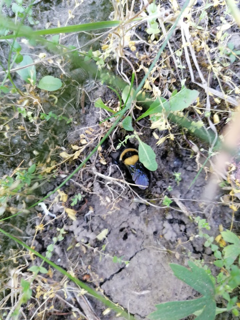 Bombus argillaceus - délvidéki poszméh