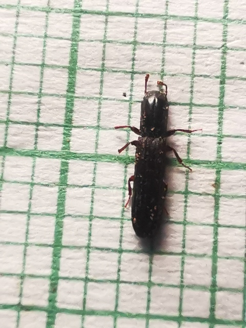 Colydium elongatum - ösztövér héjbogár