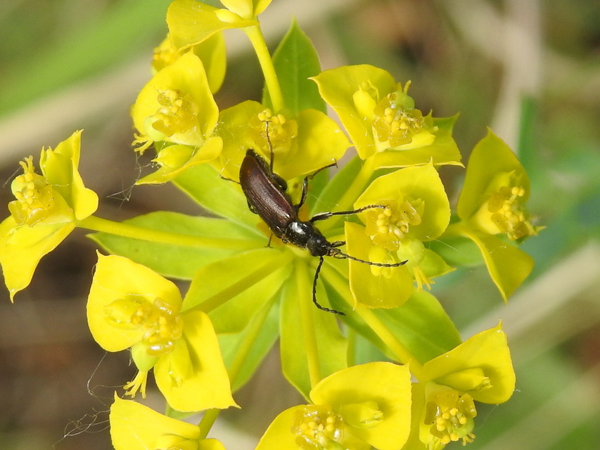 Omophlus lividipes - kis pejbogár Omophlus lividipes - kis pejbogár