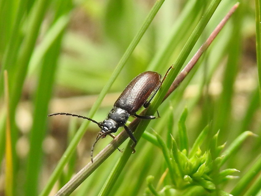 Omophlus lividipes - kis pejbogár Omophlus lividipes - kis pejbogár