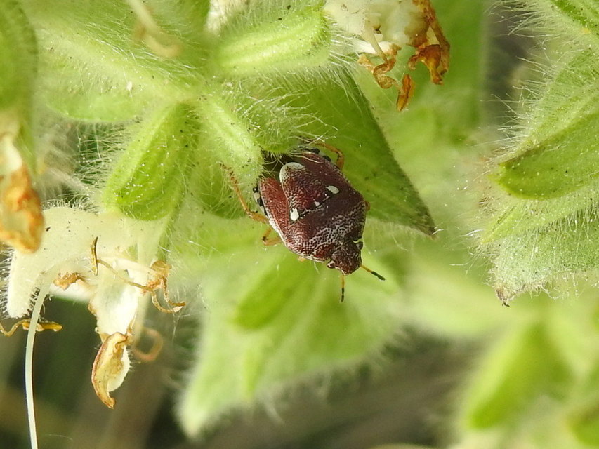 Stagonomus amoenus Stagonomus amoenus
