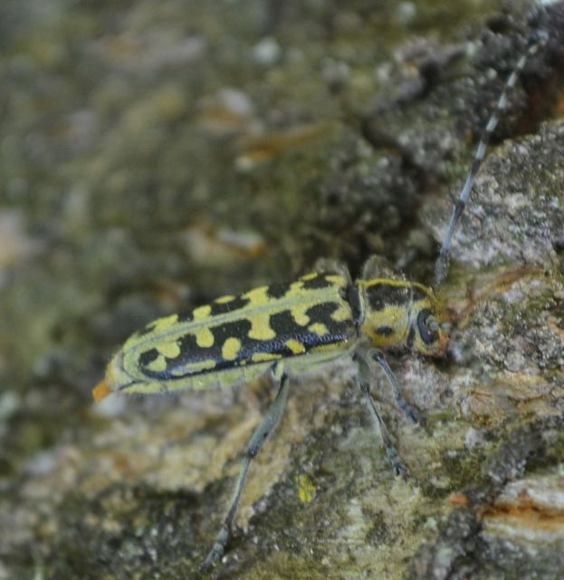 Saperda scalaris - létracincér