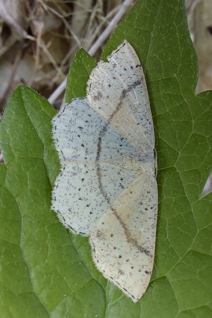 Cyclophora punctaria - sávos pettyesaraszoló