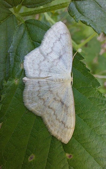 Scopula floslactata - tejfehér sávosaraszoló