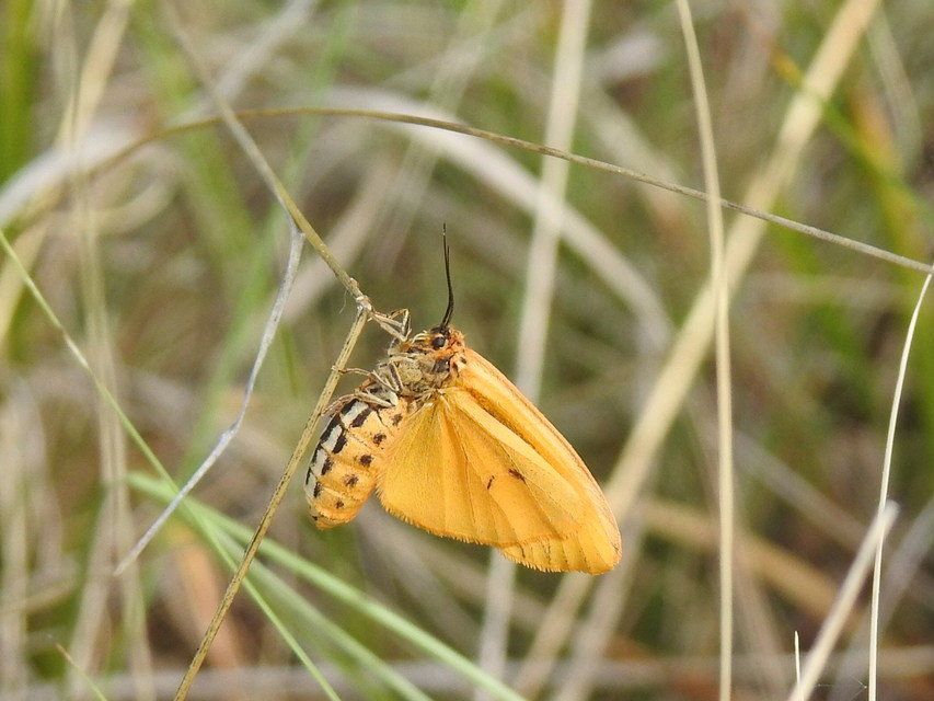 Spiris striata - csíkos molyszövő