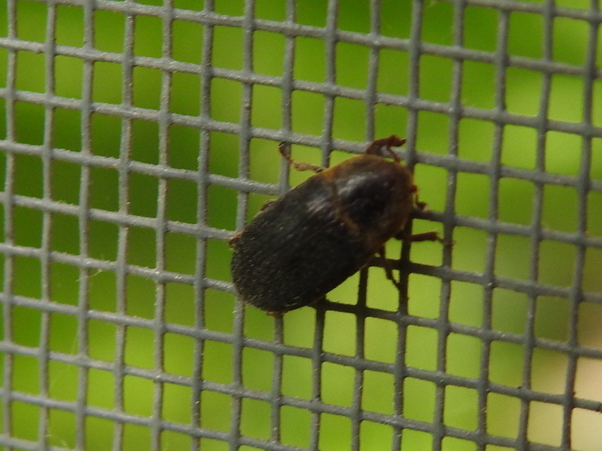Dermestes bicolor - fészeklakó porva Dermestes bicolor - fészeklakó porva