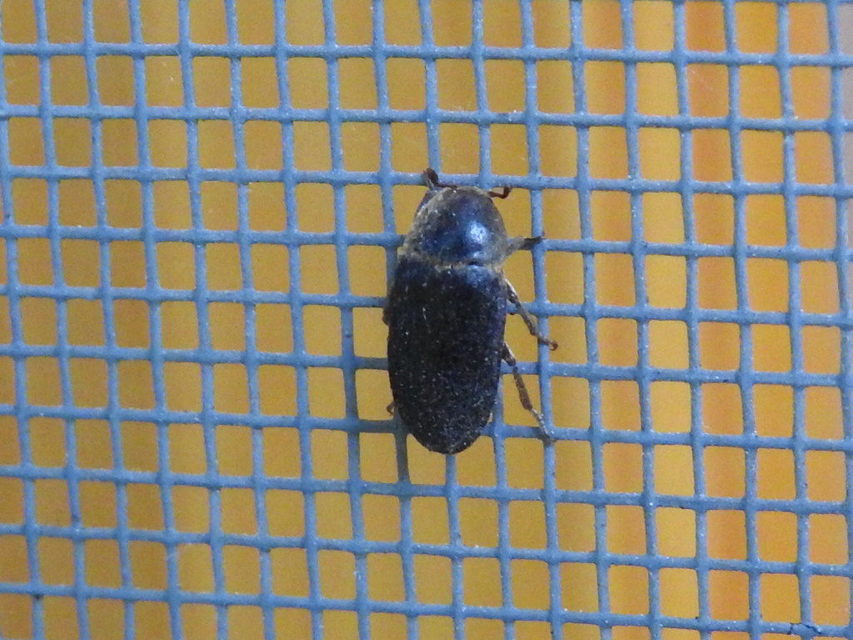 Dermestes bicolor - fészeklakó porva Dermestes bicolor - fészeklakó porva