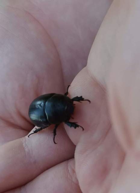 Pentodon idiota - butabogár
