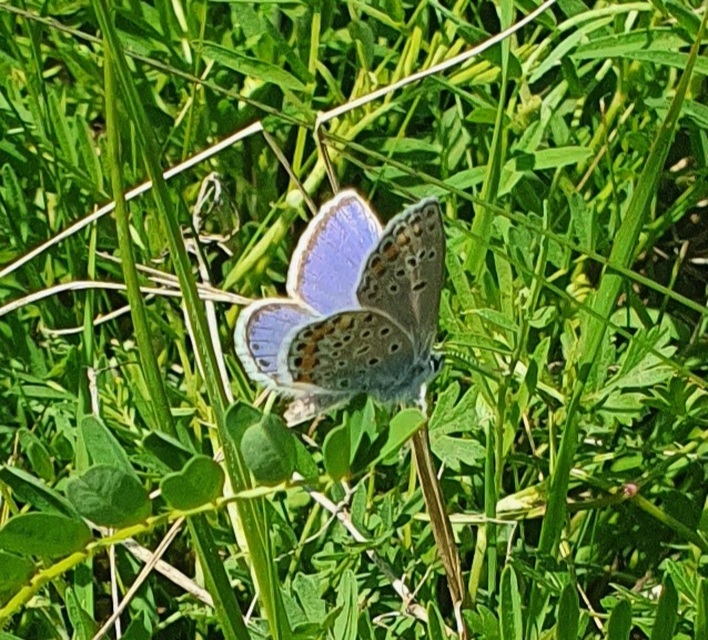 Plebejus idas - északi boglárka