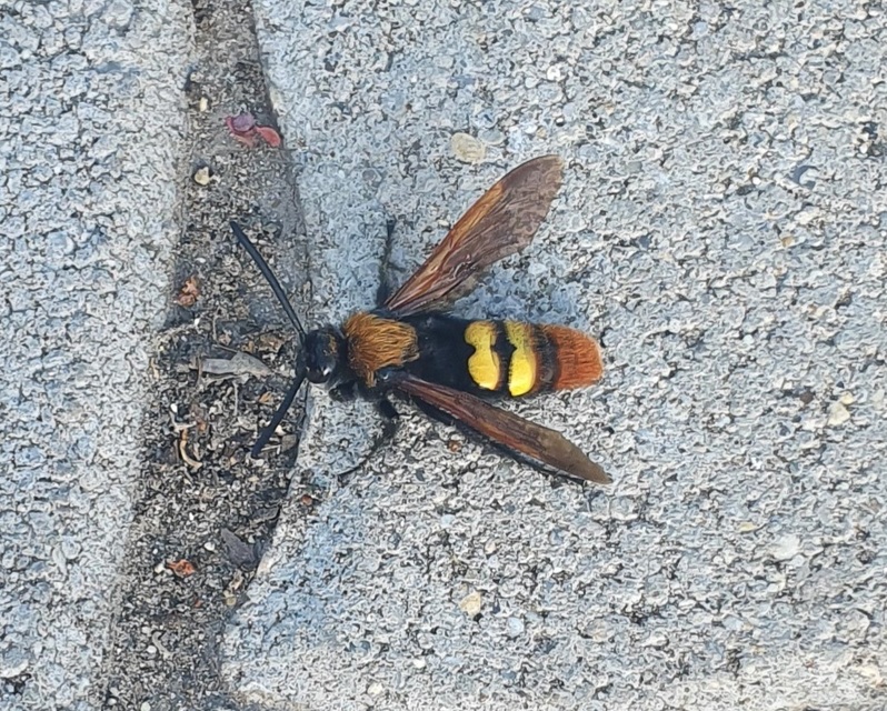 Megascolia maculata - óriás-tőrösdarázs