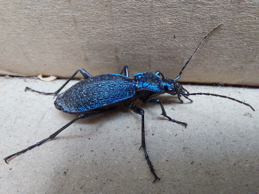 Carabus intricatus - kék laposfutrinka