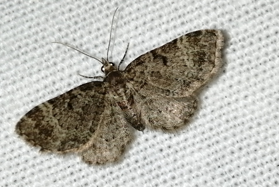 Pasiphila chloerata - hamvas törpearaszoló