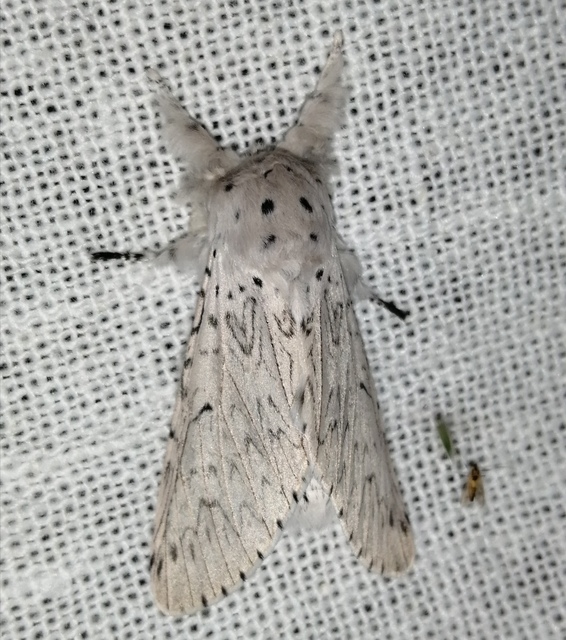 Cerura erminea - hermelin-púposszövő Cerura erminea - hermelin-púposszövő