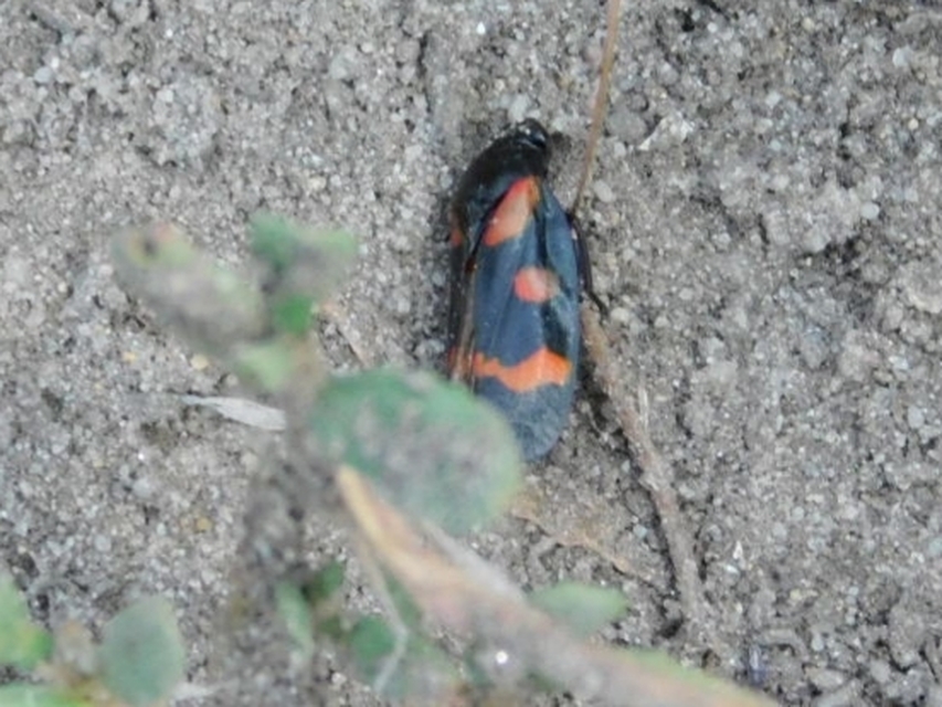 Cercopis