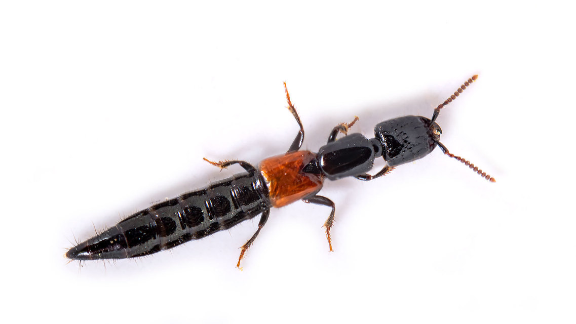 Gauropterus fulgidus - fényes rovátkásholyva