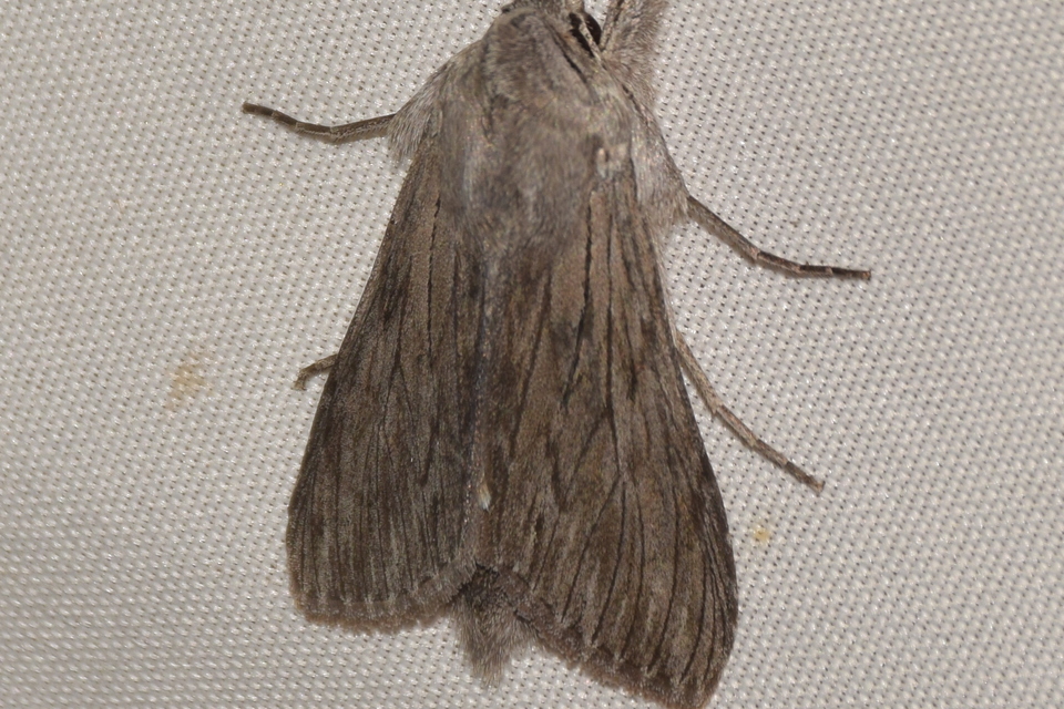 Cucullia lactucae - saláta-csuklyásbagoly