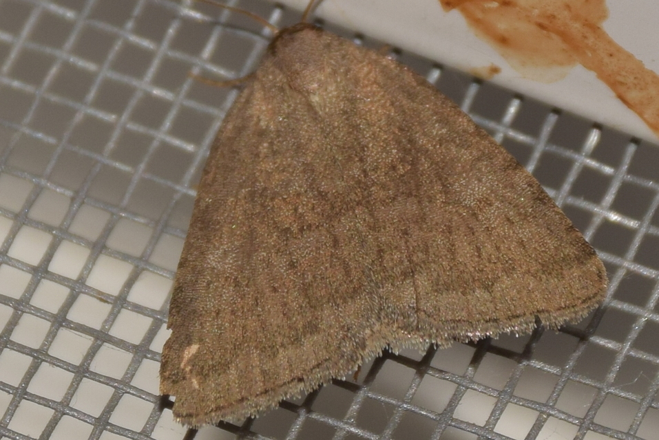 Acosmetia caliginosa - imolabagoly